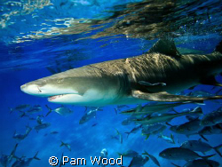 Lemon Shark shot at Tiger Beach near Grand Bahamas by Pam Wood 